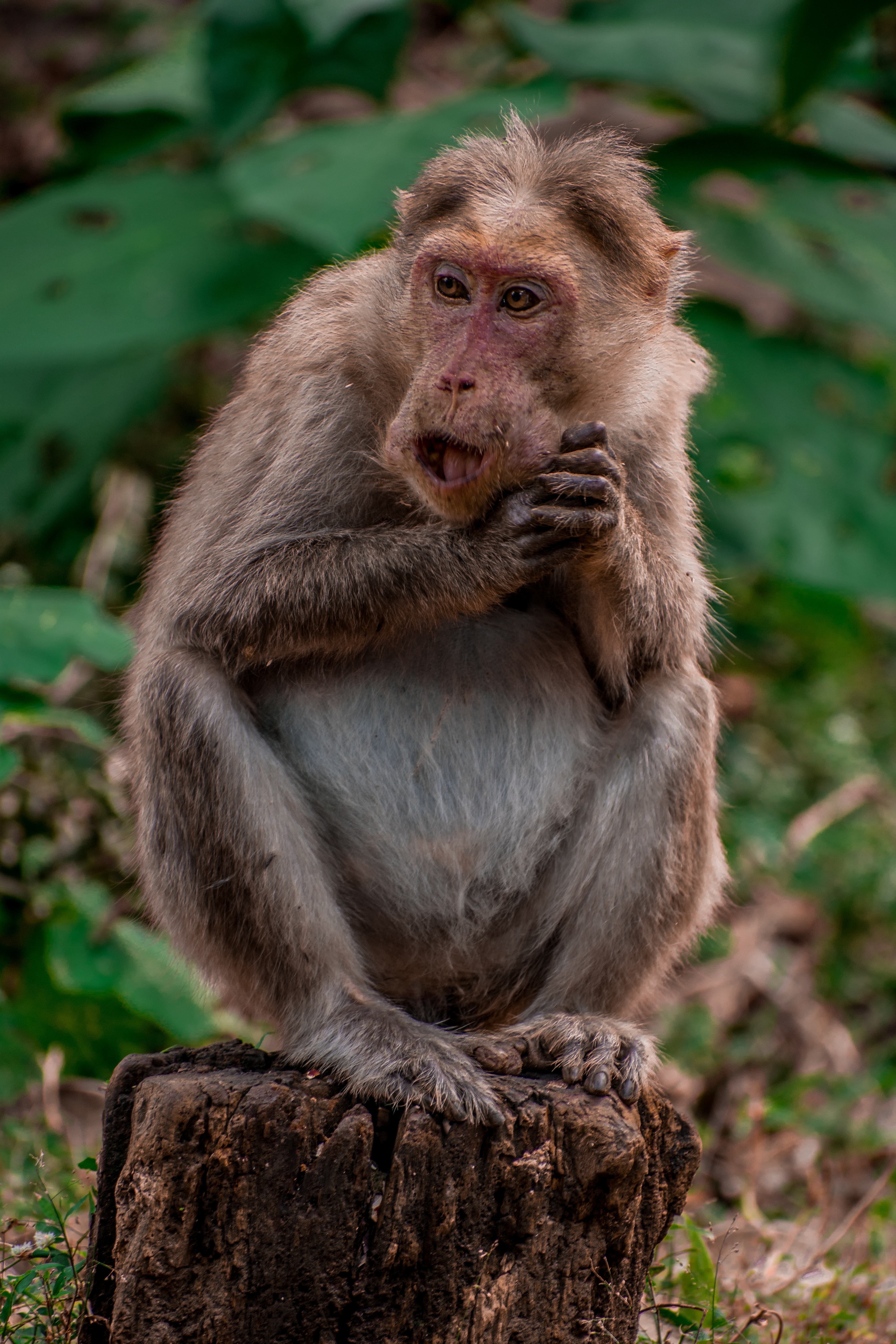  monkey waiting for its food, Ooty,Tamil Nadu, India