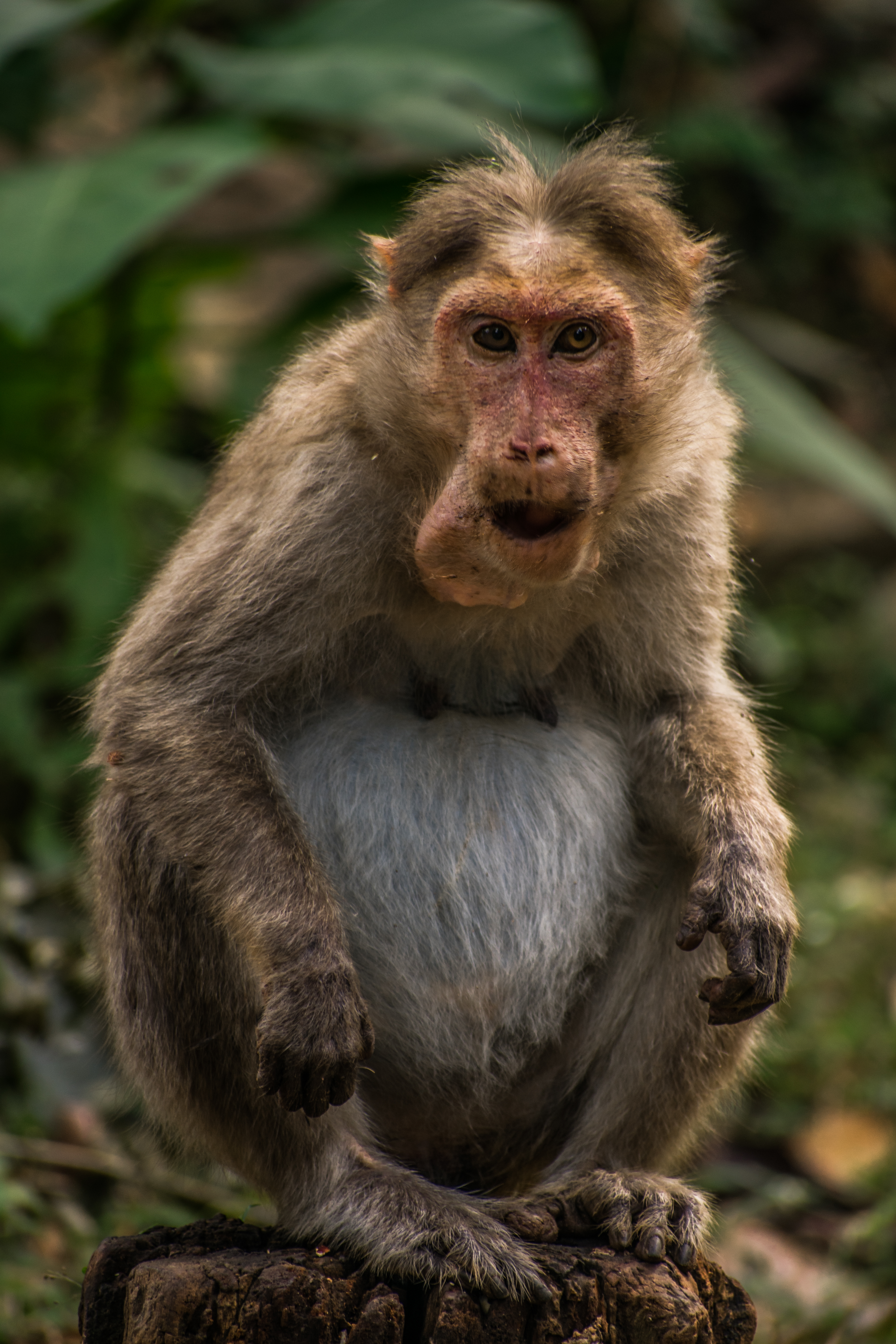 monkey looking at the camera