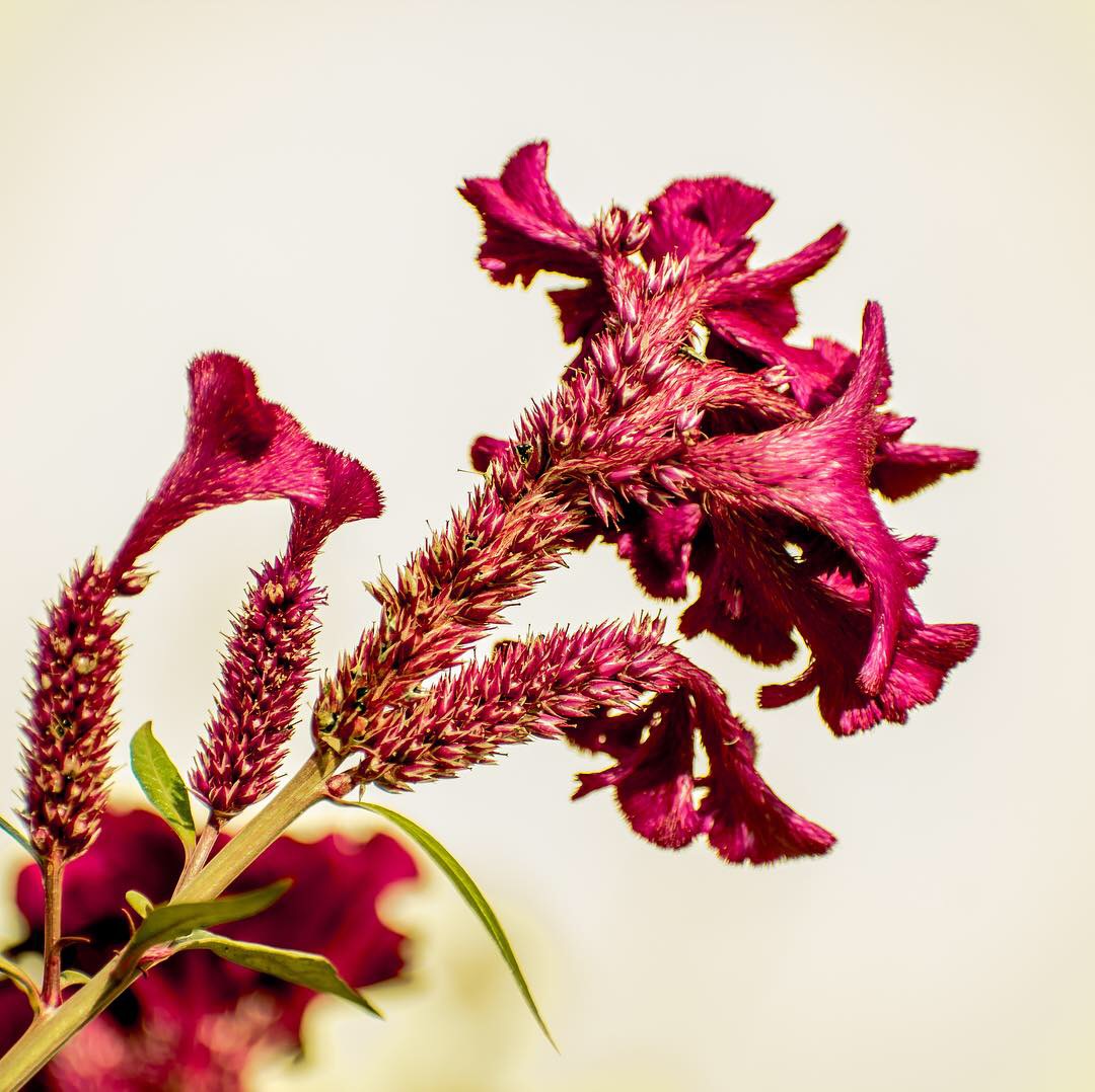 a beautiful red flower