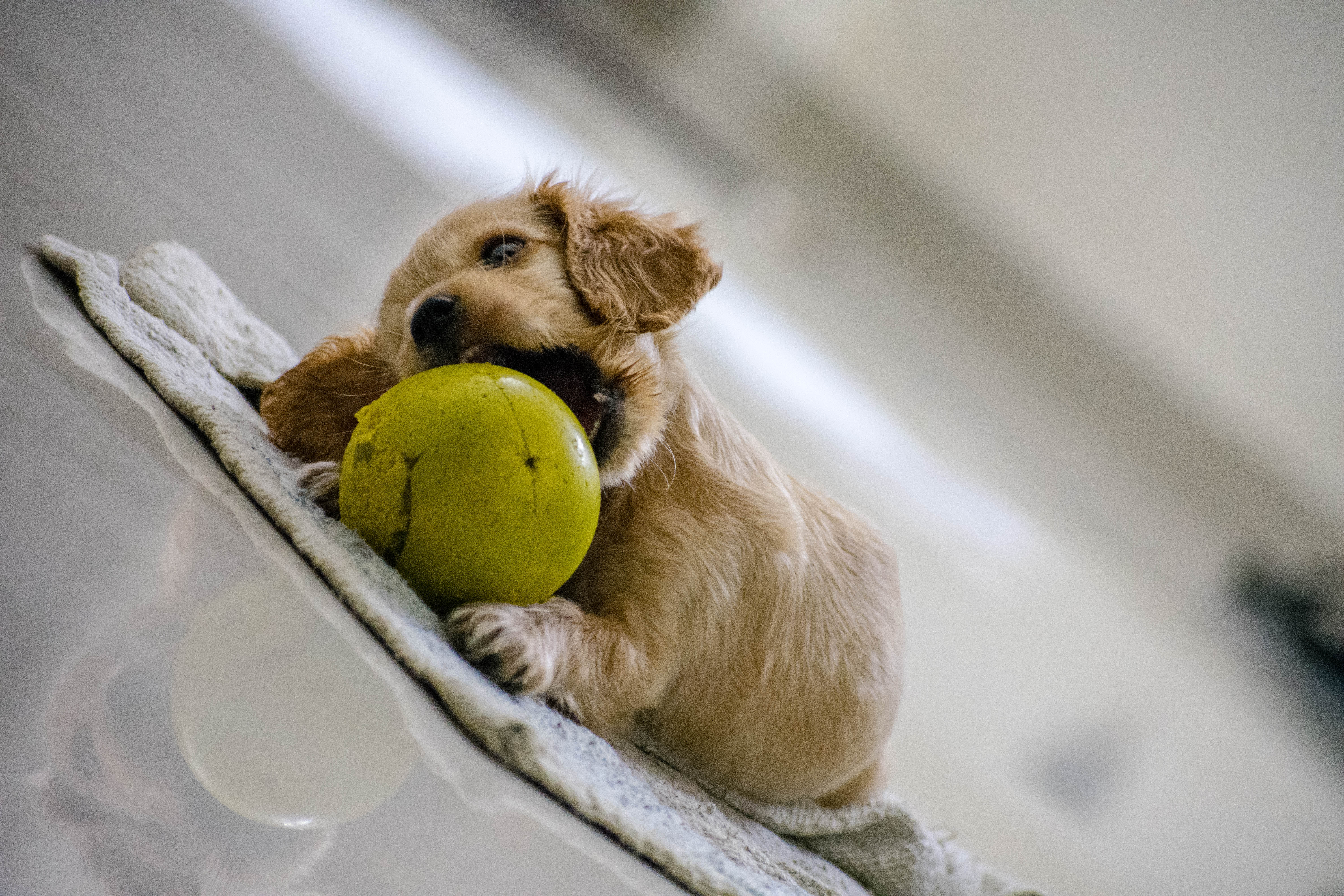 Cocker Spaniel Puppy